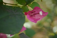 Bougainvillea glabra